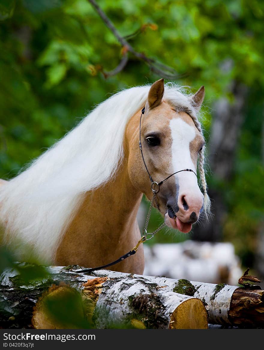 Portrait of Welsh horse in wood.