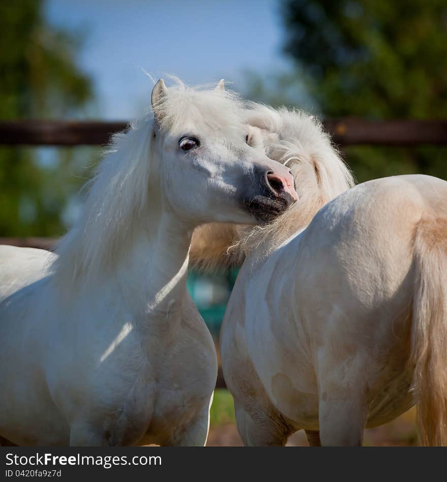 Two gray Shetland ponies in field.