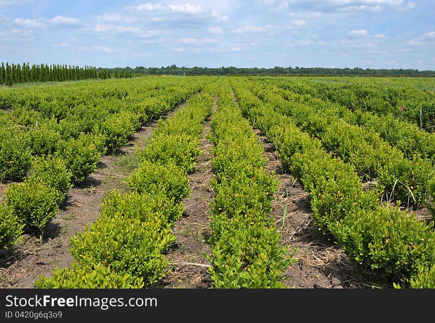 Boxwood lined up at nursery. Boxwood lined up at nursery