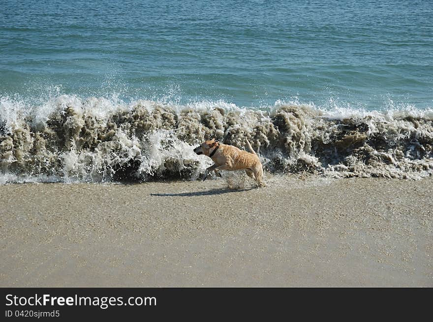 Yellow lab running next to wave at beach. Yellow lab running next to wave at beach