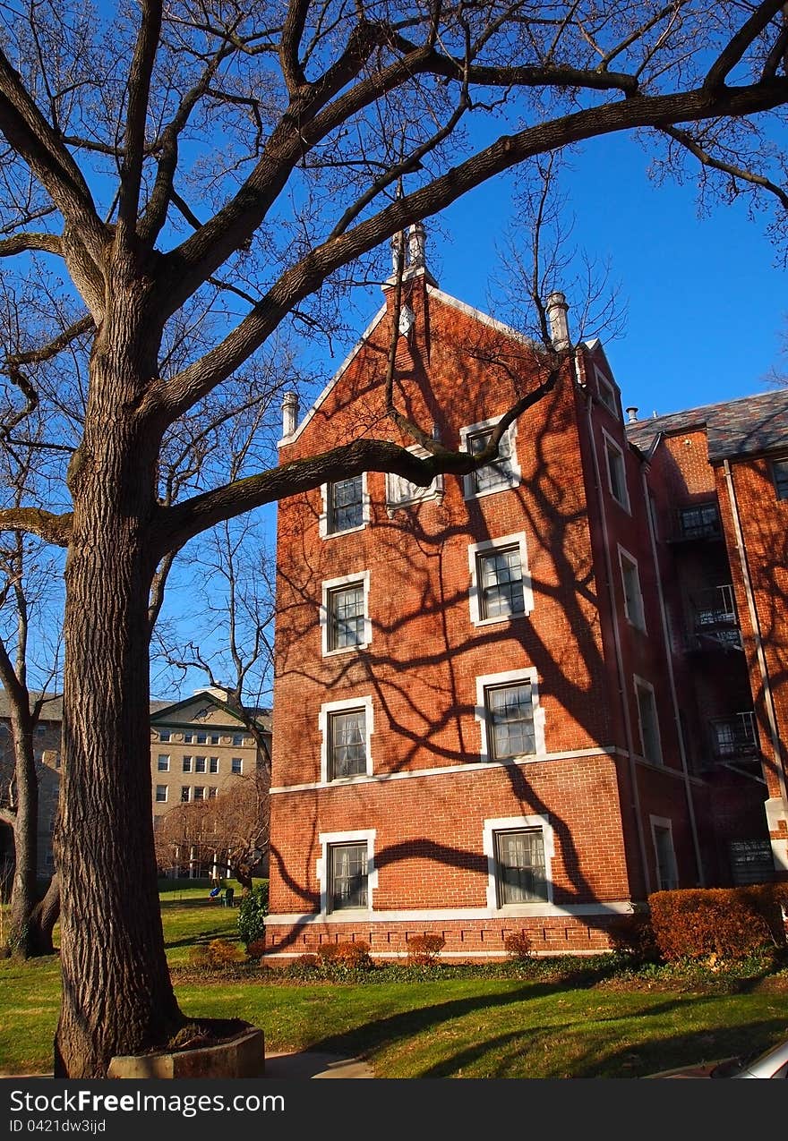 Dramatic, strong, winter tree shadows on the side of a brick building. Dramatic, strong, winter tree shadows on the side of a brick building.