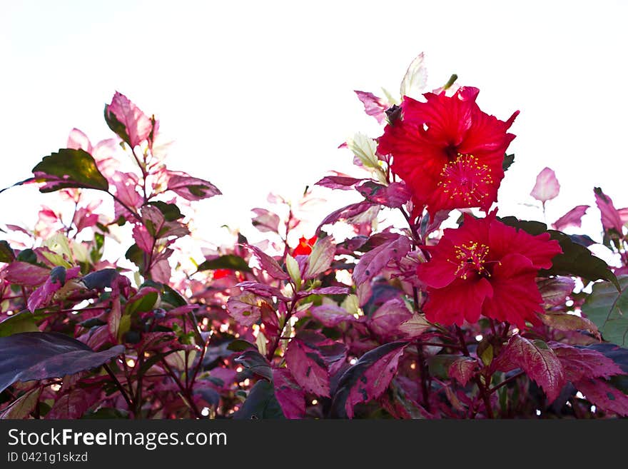 Red hibiscus flowers.