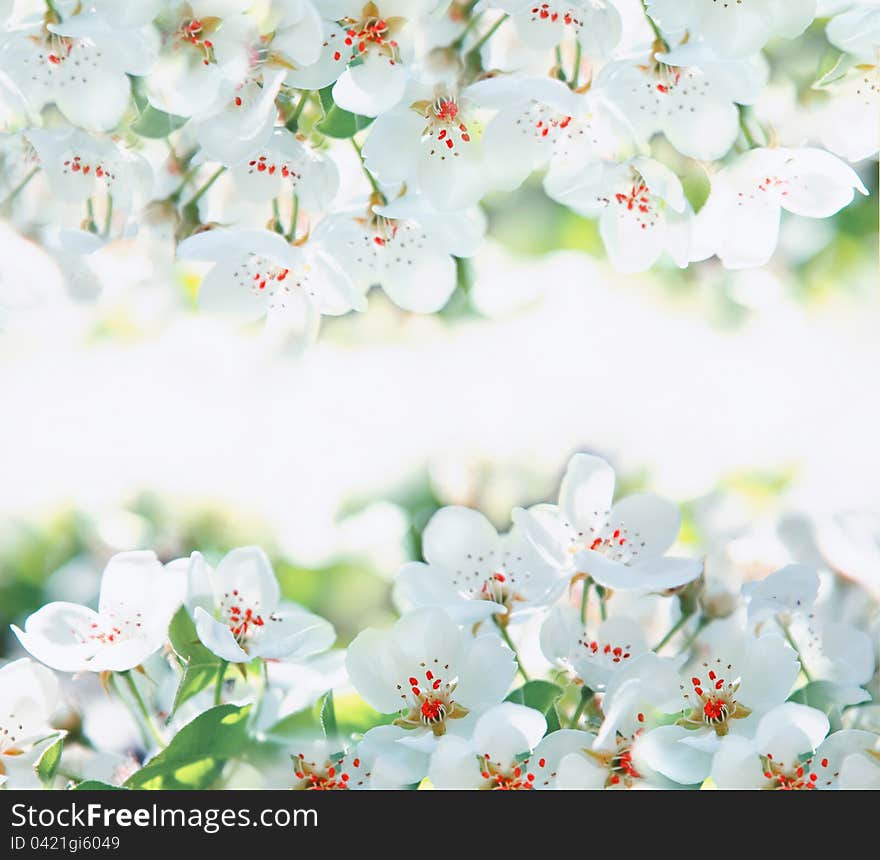 Flowers Of The Cherry Blossoms