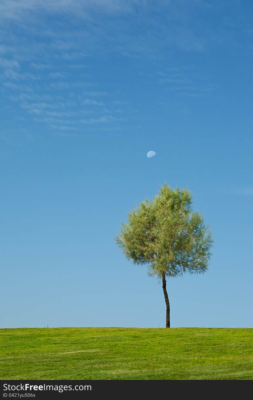 Lonely tree