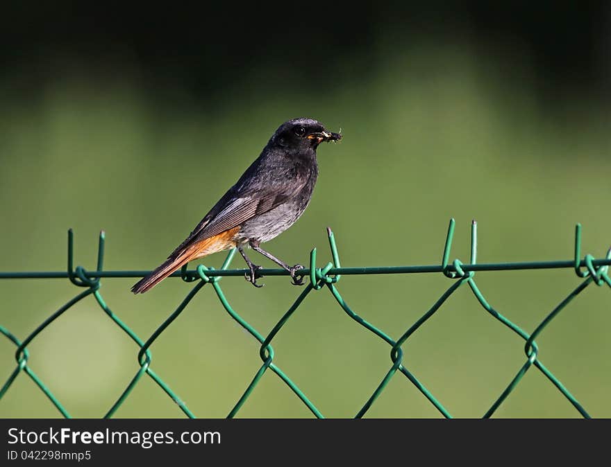 Beautiful black red start bird / Phoenicurus ochruros. Beautiful black red start bird / Phoenicurus ochruros