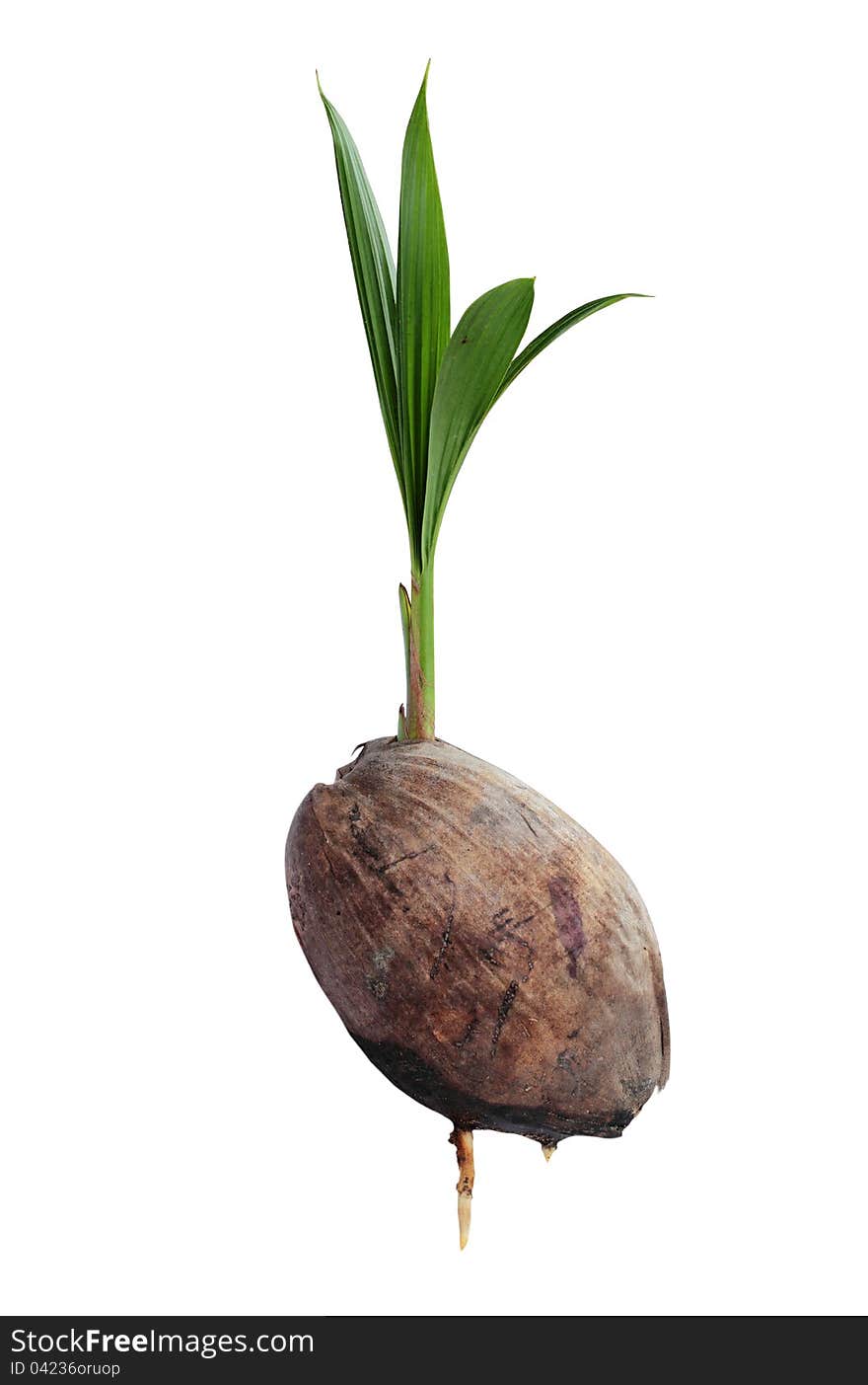 Coconut seedlings, Concept of a new life with Clipping Part