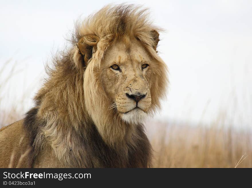 Lion Male with his mane in the wind