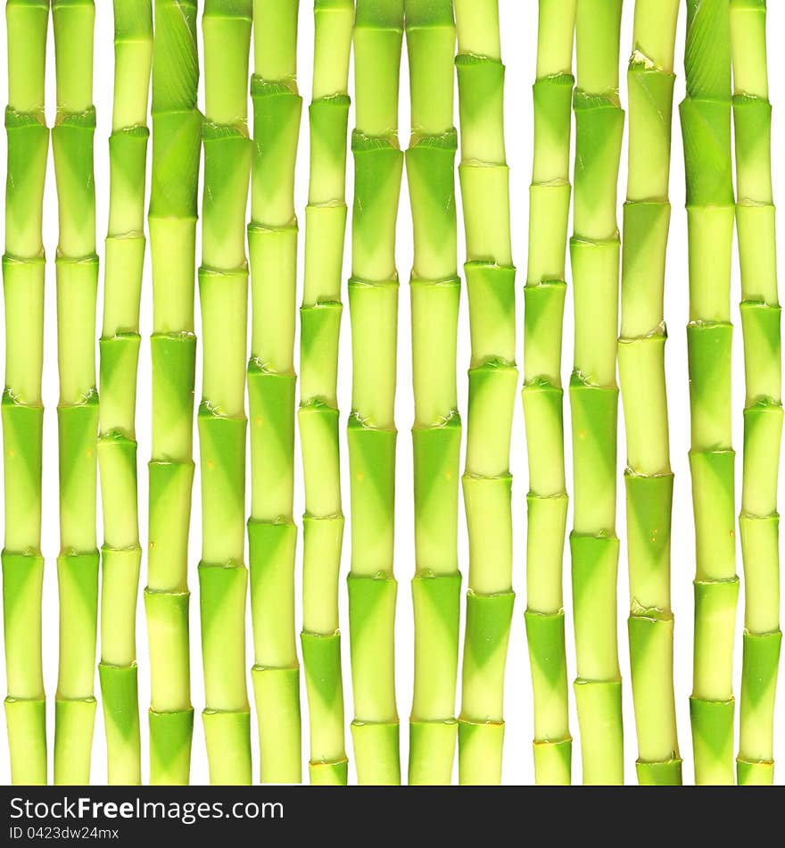 Bamboo Background