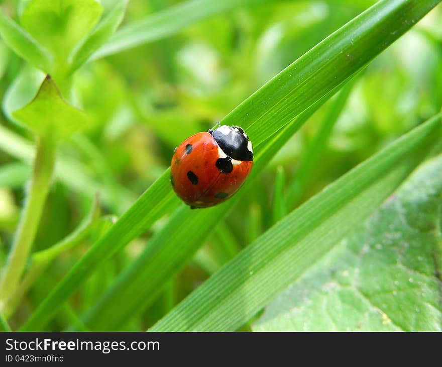 Ladybird