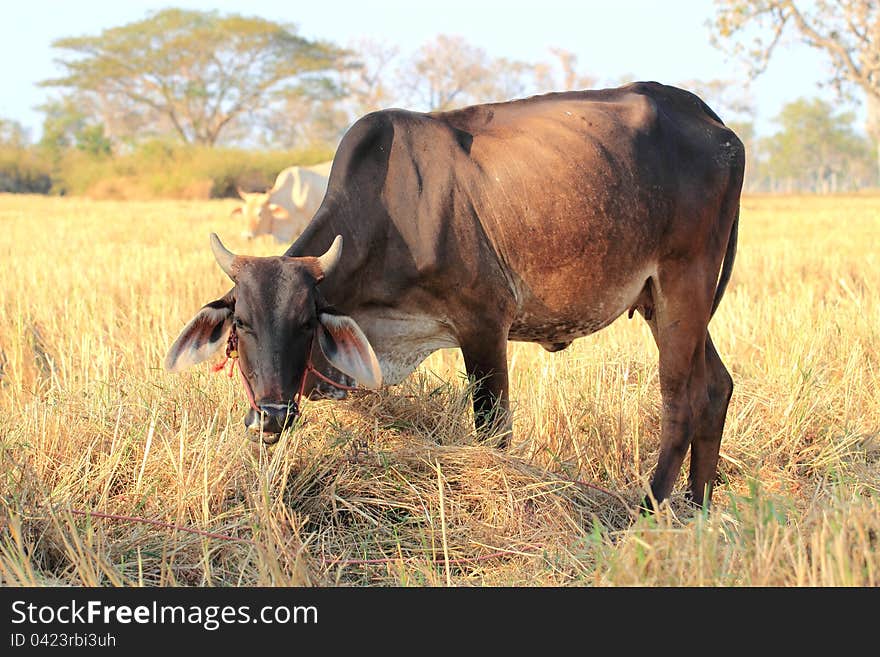 Cows in the fields in the countryside