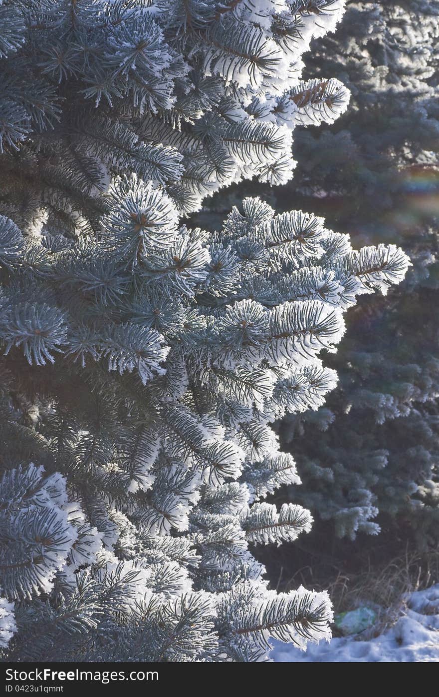 Snow-covered firtree