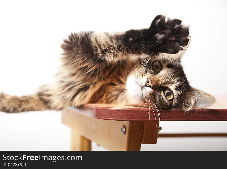 Close-up portrait of a fluffy domestic cat on the table