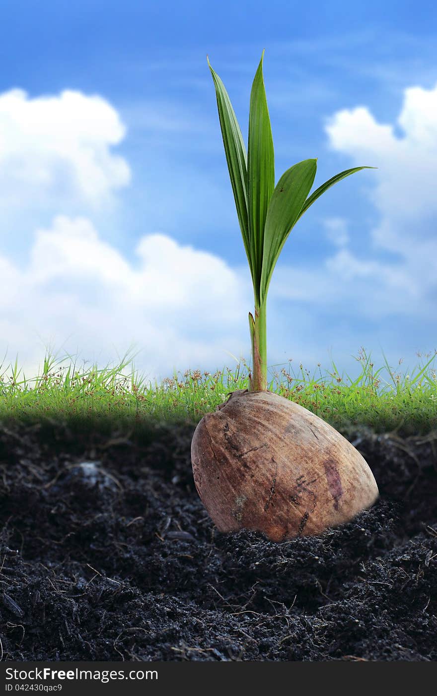 Coconut Seedlings