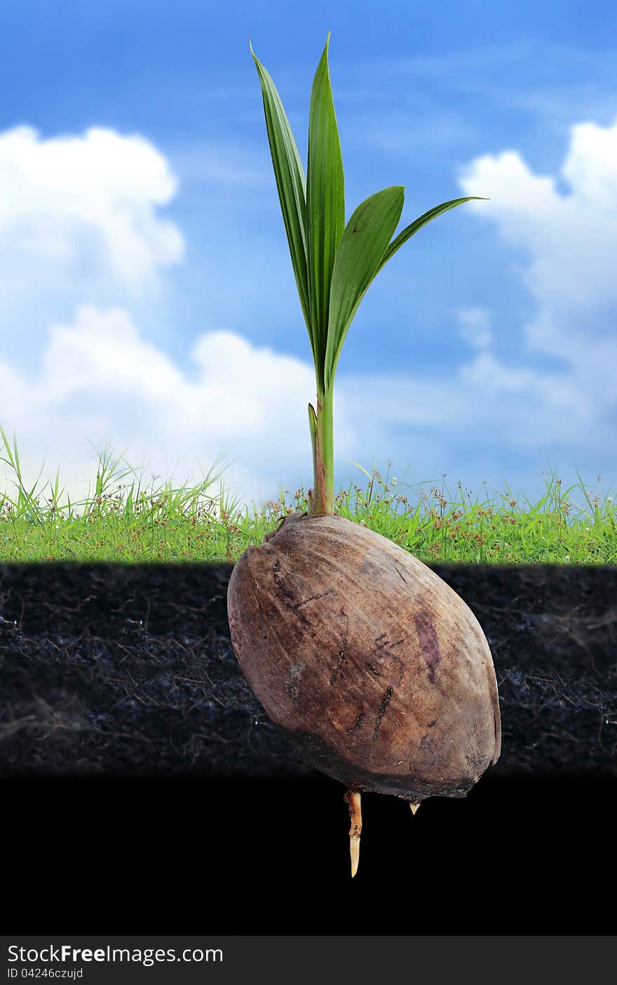 Coconut seedlings, Concept of a new life