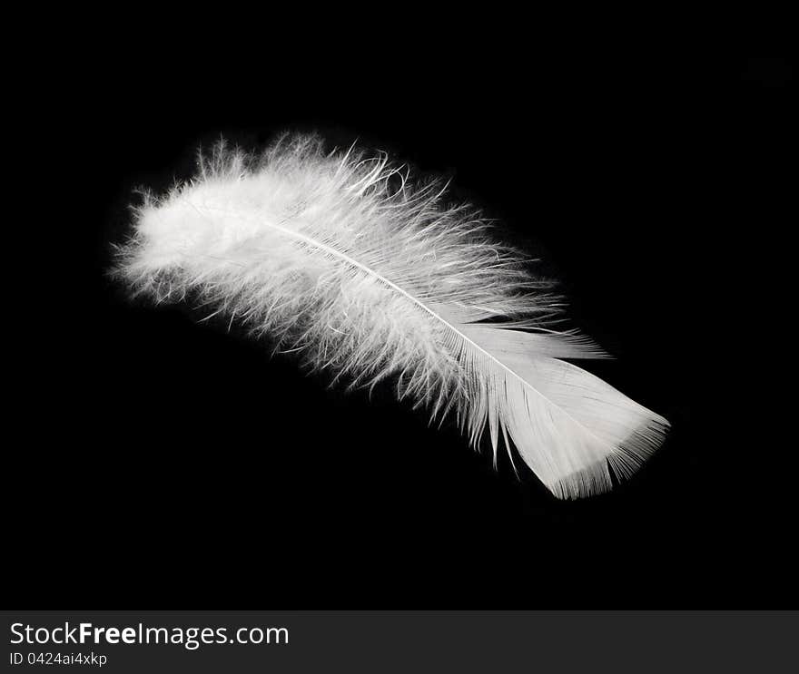 The feather of bird is white