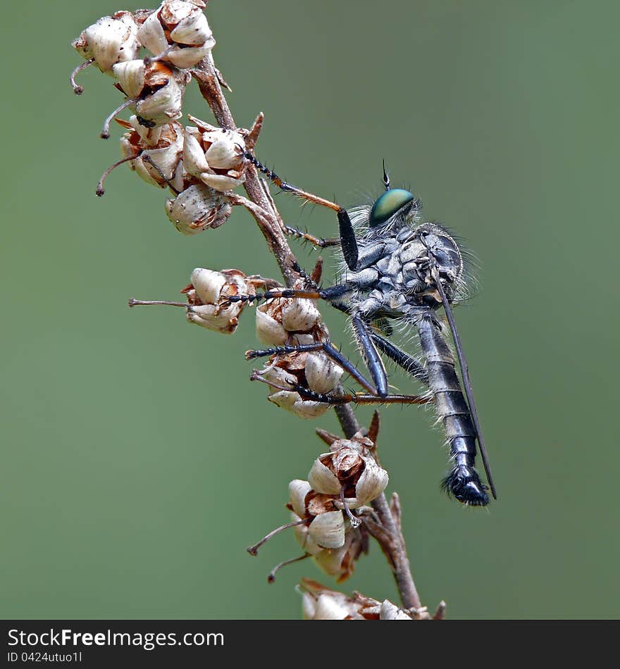 Robber fly sits on lop in the middle of pinewood.