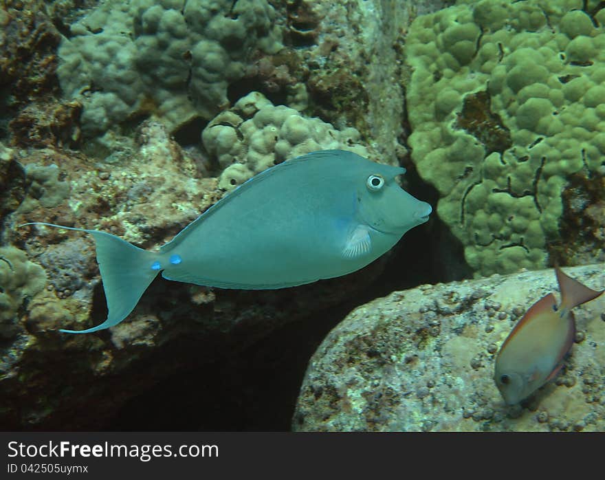 Male Bluespine Unicornfish (kala) patrols the coral reef. Male Bluespine Unicornfish (kala) patrols the coral reef