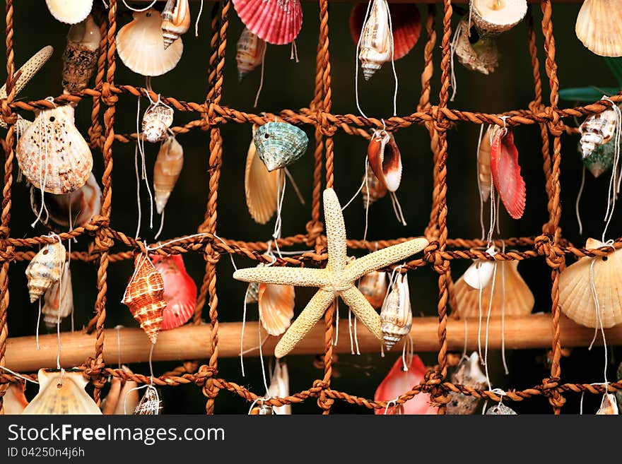 Panel of the shells of marine molluscs