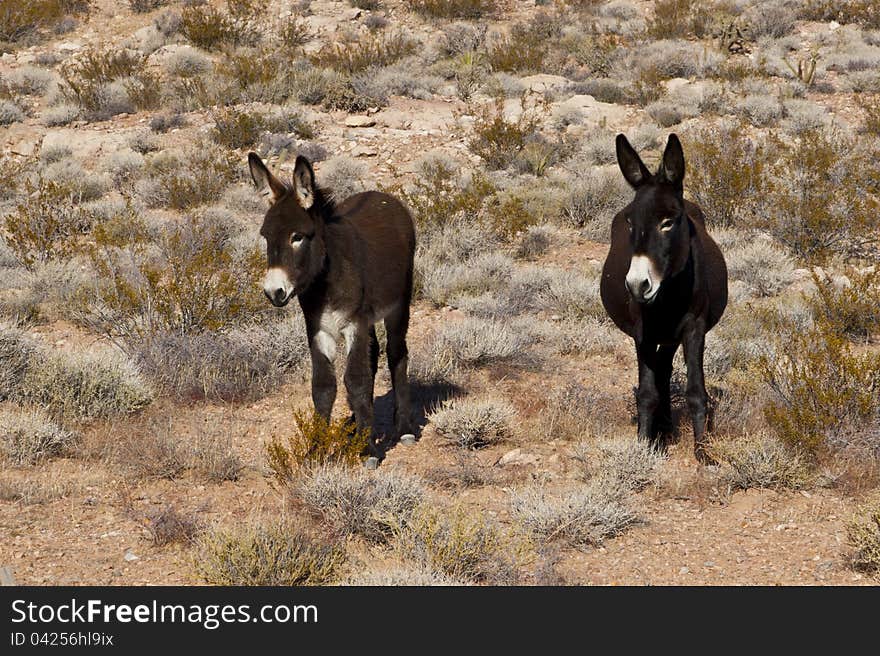 Wild Burros In Desert Of Nevada