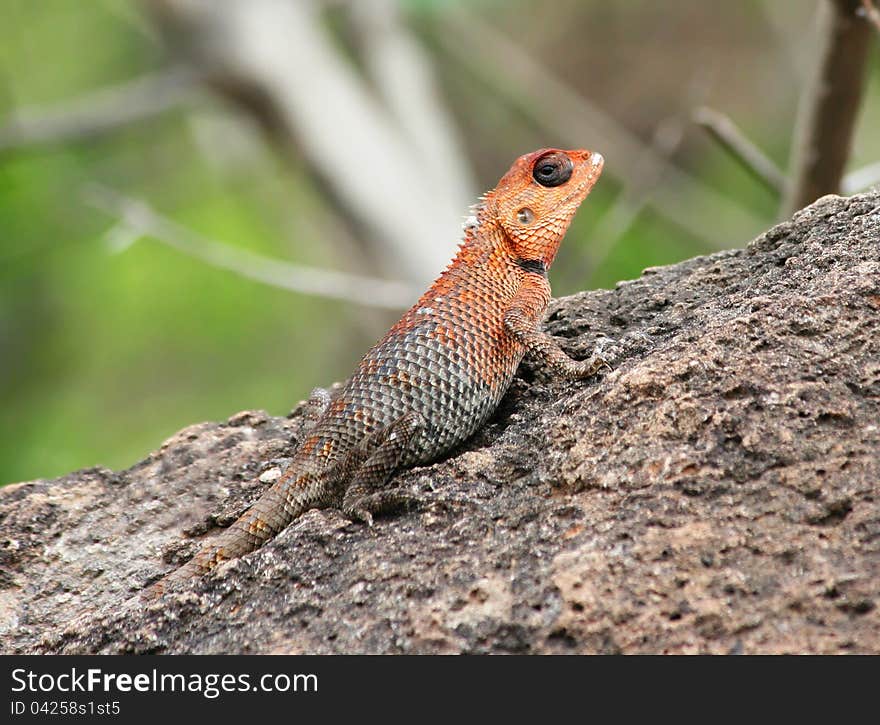 Oriental Garden Lizard, Eastern Garden Lizard or Changeable Lizard (Calotes versicolor) also called as Bloodsucker!