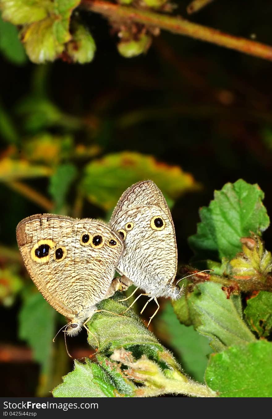 A pair of butterfly fall in love at grass