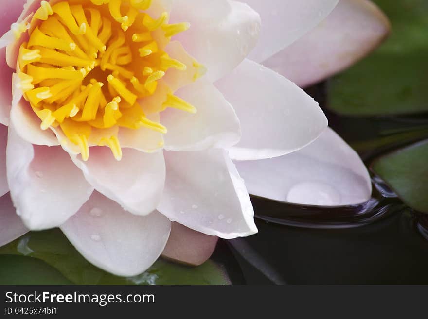 Water lily closeup