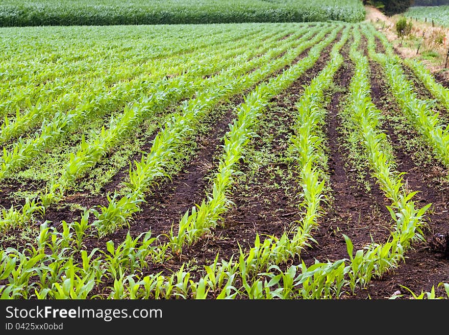 Green spring corn field