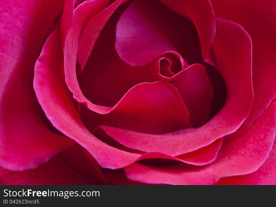 Beautiful Close Up Pink Rose