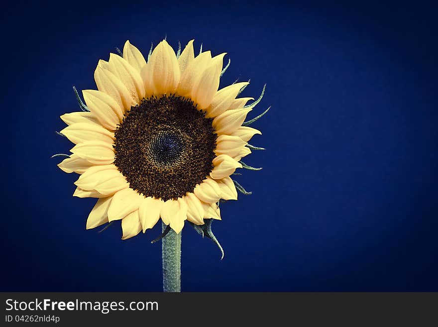 Sunflower Head on Black Background