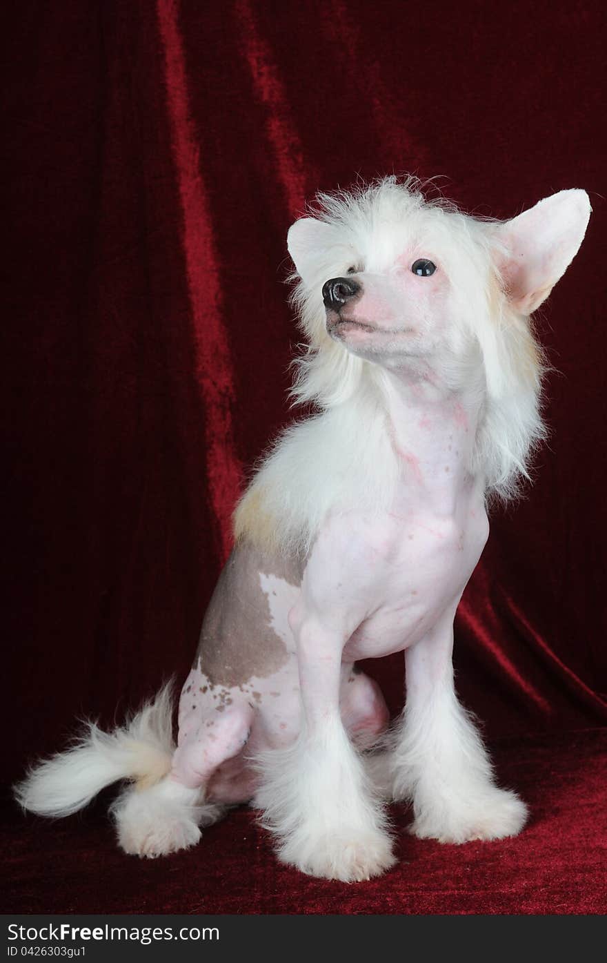 Chinese crested dog portrait