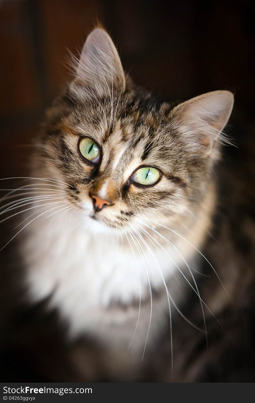 Pedigreed tabby with green eyes looking intently. Pedigreed tabby with green eyes looking intently