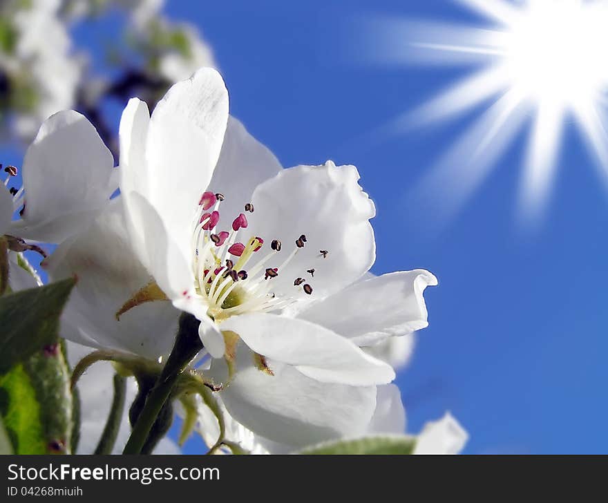 Spring Flowering Of Apple Trees