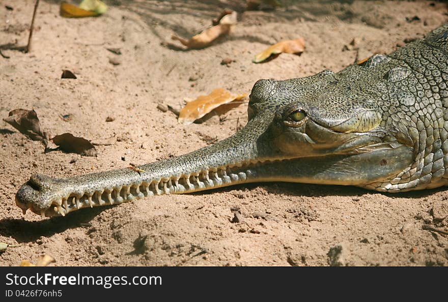 Crocodile head - a close-up shot from a crocodile park