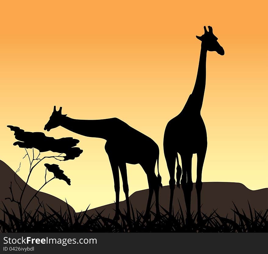 Two giraffes on a background of sunset