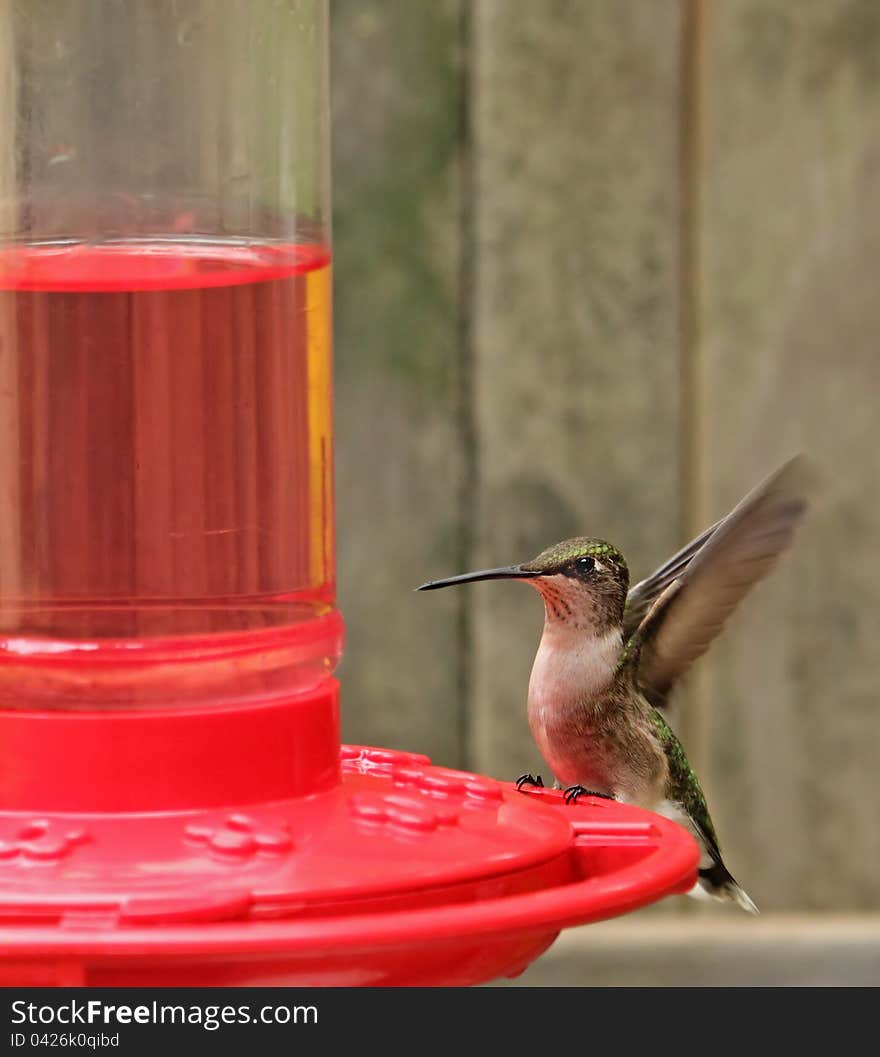 Ruby-throated Hummingbird, Archilochus colubris