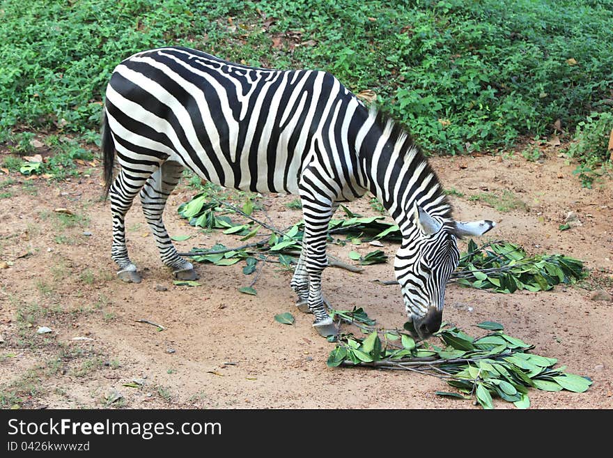 Zebra grazing green leaves in a zoological park, india. Zebra grazing green leaves in a zoological park, india