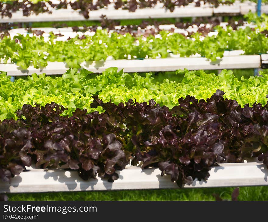 Vegetable bed