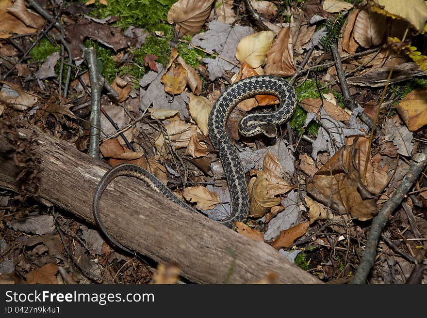 Common garter snake in the forest.