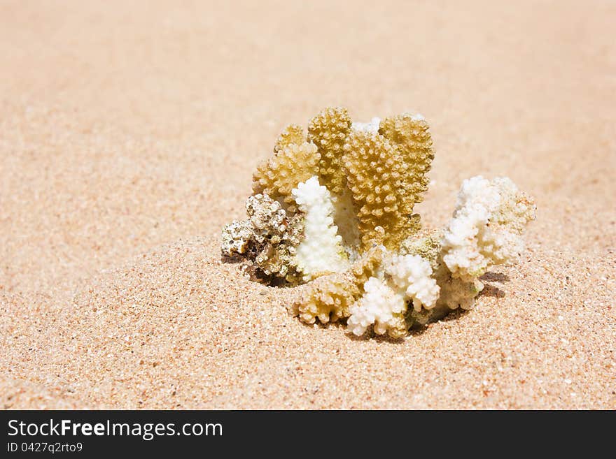 Brown coral on the sand