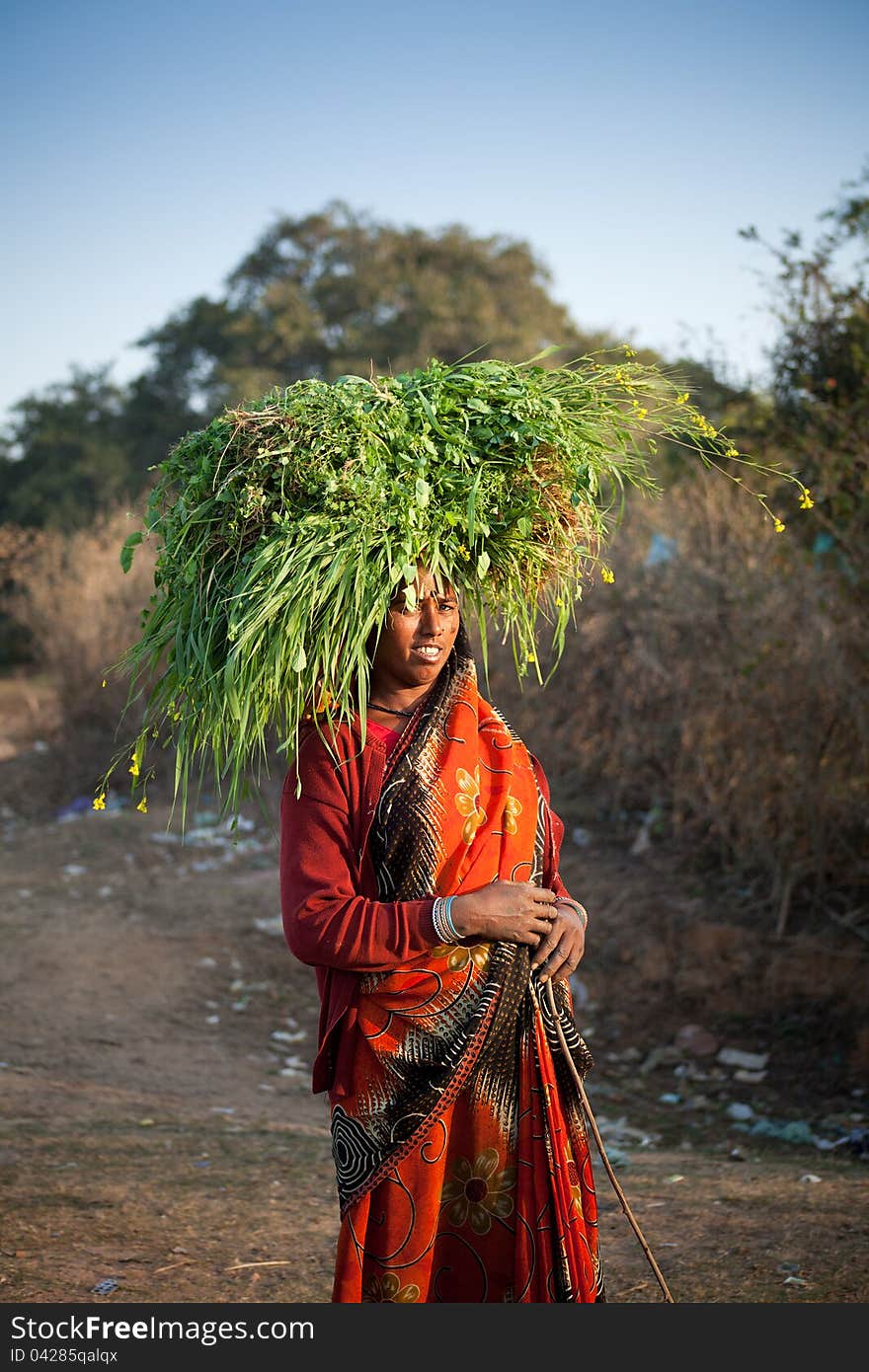 Indian Villager Woman Carrying Green Grass