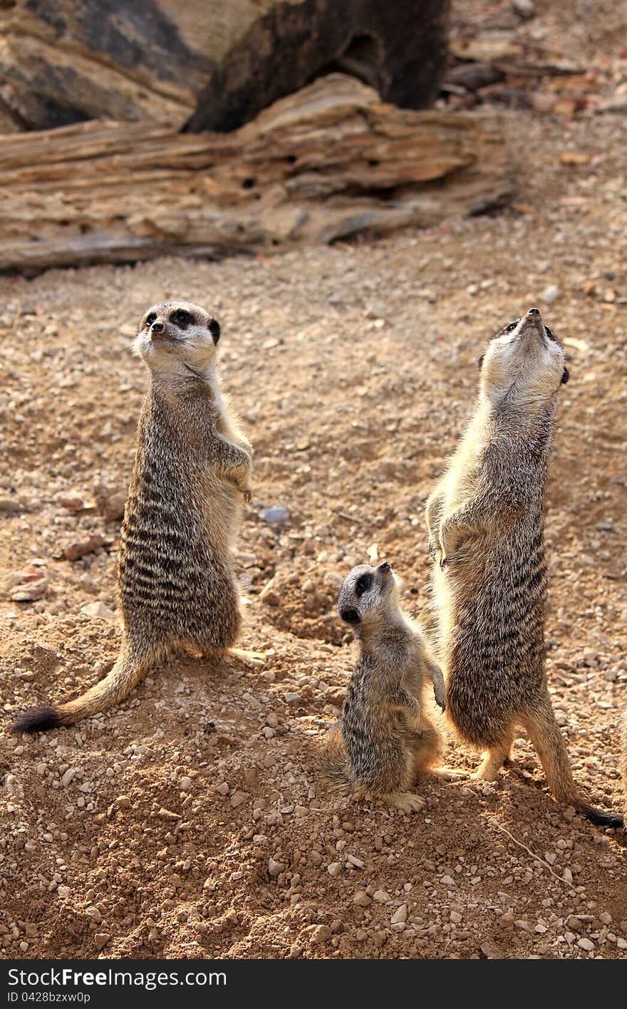 Meerkats, standing on his hind legs and looking around. Meerkats, standing on his hind legs and looking around