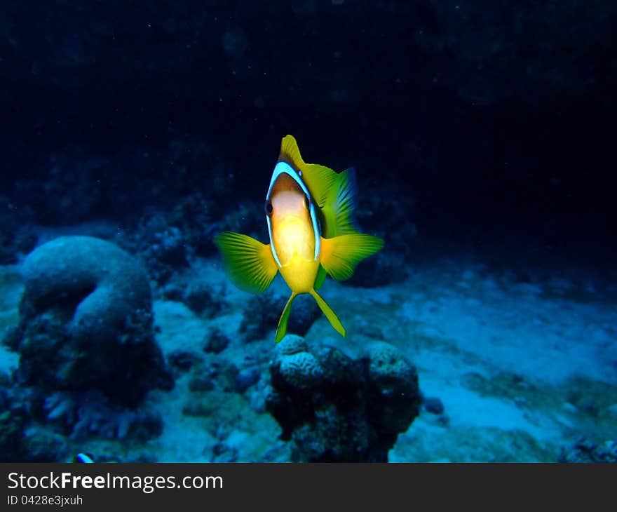 A yellow Clownfish in the Red Sea. A yellow Clownfish in the Red Sea