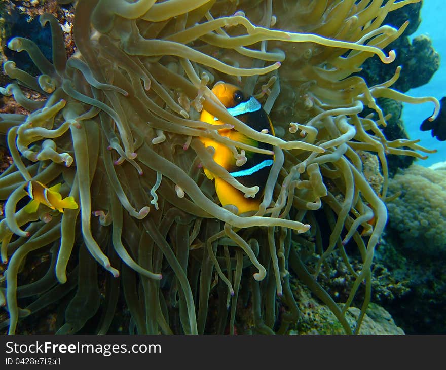 A yellow Clownfish in the Red Sea, hiding behind a sea anemone. A yellow Clownfish in the Red Sea, hiding behind a sea anemone