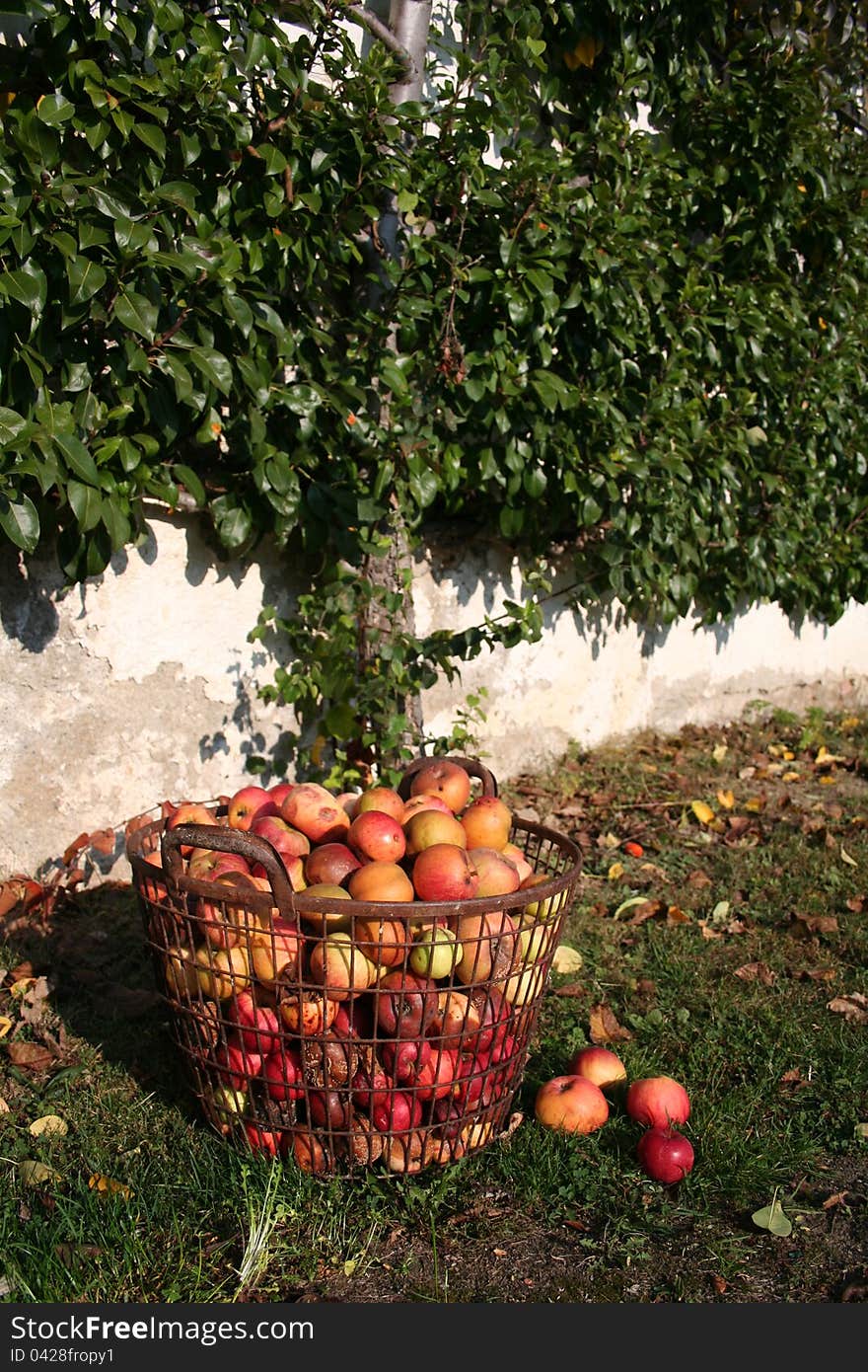 Apples in a basket in autumn. Apples in a basket in autumn