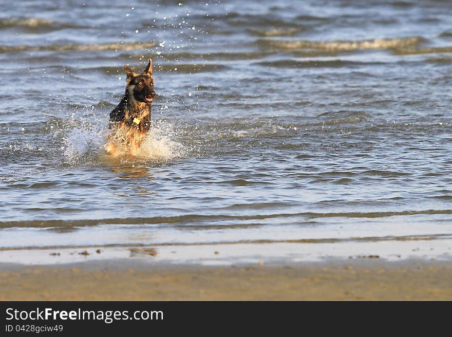 Dog at the beach