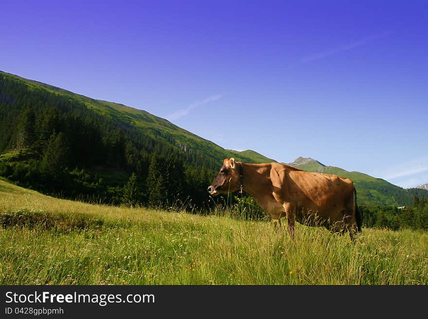 Cow on alpine pasture in switzerland