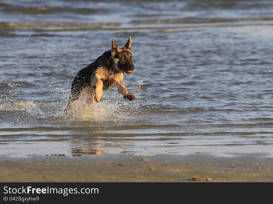 Dog at the beach