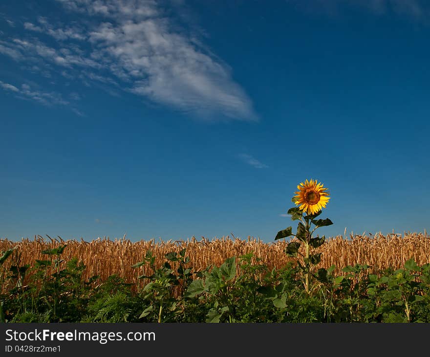 Field of wheat with a lonely sunflower and sky. Field of wheat with a lonely sunflower and sky