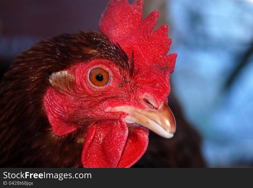 Watchful hen casts a beady eye on viewer. Watchful hen casts a beady eye on viewer.