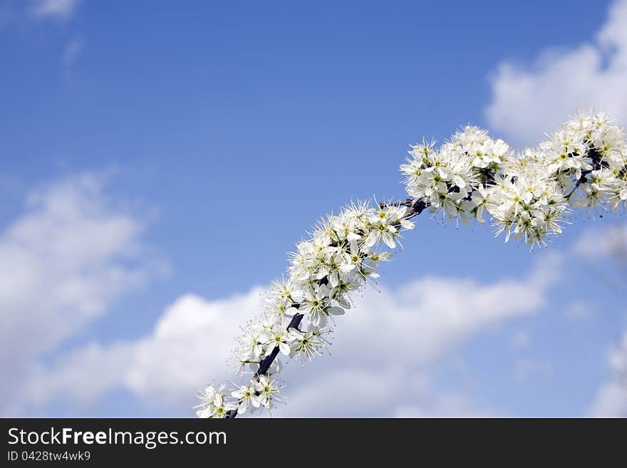 White flower against sky in spring